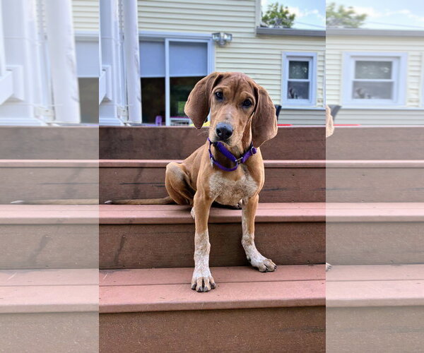 Medium Photo #5 Mutt Puppy For Sale in Rockaway, NJ, USA