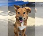 Small Golden Retriever Mix