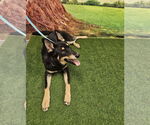 Small #2 German Shepherd Dog-Huskies  Mix