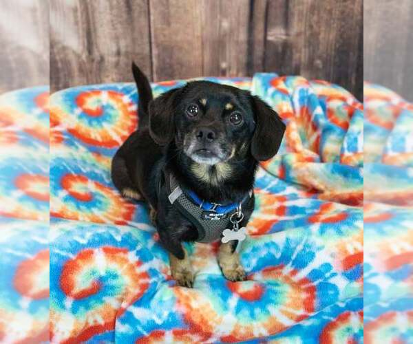 Medium Photo #3 Colonial Cocker Spaniel-Dachshund Mix Puppy For Sale in Kennesaw, GA, USA