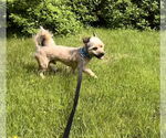 Small #2 Mutt