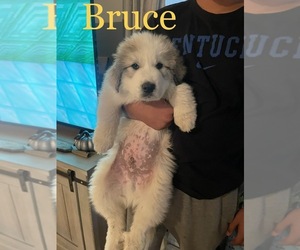 Great Pyrenees Puppy for sale in DANVILLE, KY, USA