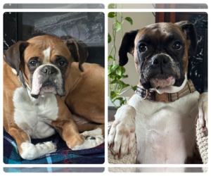 Boxer Dogs for adoption in Dumont, NJ, USA