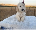 Small Photo #3 Goldendoodle Puppy For Sale in PORTERVILLE, CA, USA