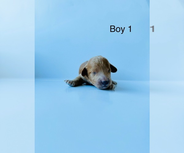 Medium Photo #6 Poodle (Toy) Puppy For Sale in DALLAS, TX, USA