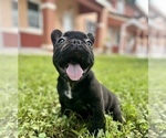 Small Photo #10 French Bulldog Puppy For Sale in HIALEAH, FL, USA