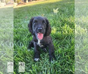 Cocker Spaniel-English Springer Spaniel Mix Puppy for sale in BAYLISS, CA, USA