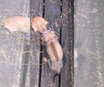 Small Photo #2 Rhodesian Ridgeback Puppy For Sale in STARKVILLE, MS, USA