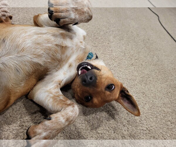 Medium Photo #3 Chihuahua Puppy For Sale in Sandy, UT, USA