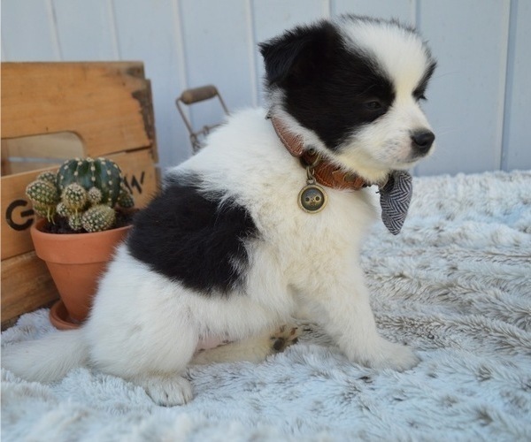 Medium Photo #5 Pomimo Puppy For Sale in HONEY BROOK, PA, USA