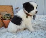 Small Photo #5 Pomimo Puppy For Sale in HONEY BROOK, PA, USA