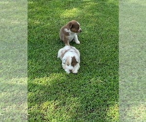Australian Shepherd Puppy for sale in BEULAVILLE, NC, USA