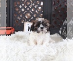 Small #2 Shih Tzu