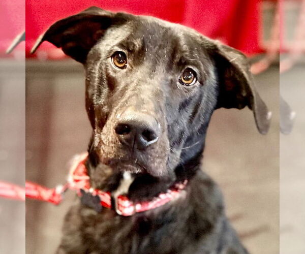 Medium Photo #15 Labrador Retriever-Unknown Mix Puppy For Sale in Canton, CT, USA