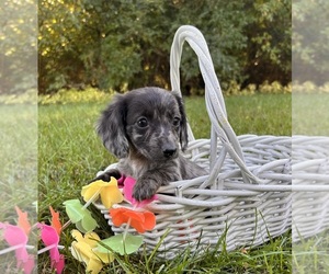 Dachshund Puppy for sale in MIDDLEBURY, IN, USA