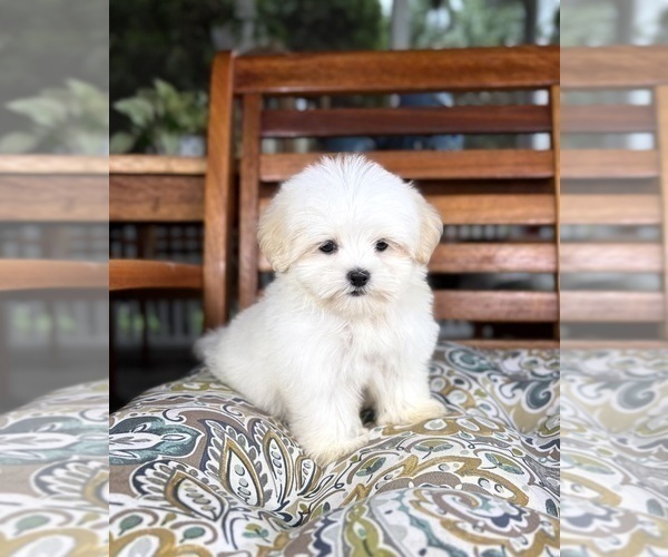 Medium Photo #7 Mal-Shi Puppy For Sale in NOBLESVILLE, IN, USA