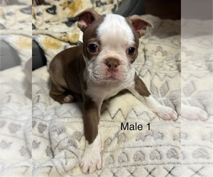 Boston Terrier Puppy for sale in CHILLICOTHE, OH, USA