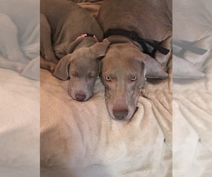 Mother of the Weimaraner puppies born on 07/27/2019