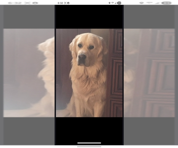 Medium Photo #1 English Cream Golden Retriever Puppy For Sale in CORTEZ, CO, USA
