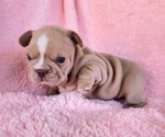 Small Photo #3 French Bulldog Puppy For Sale in LAS VEGAS, NV, USA