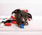 Small #1 American Staffordshire Terrier Mix
