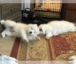 Small Photo #9 Samoyed Puppy For Sale in NEDROW, NY, USA