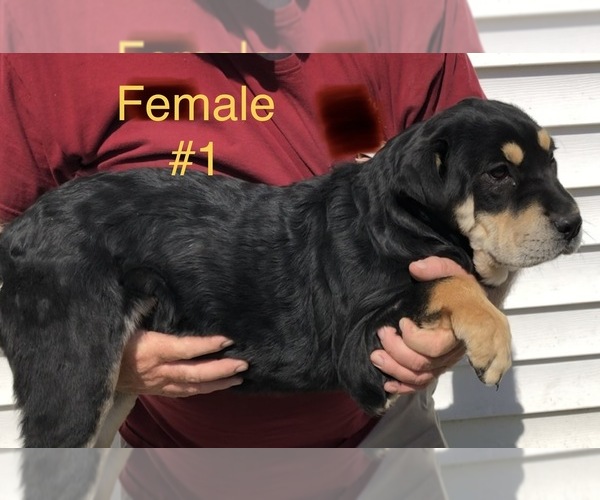 Medium Photo #1 American Staffordshire Terrier-Chinese Shar-Pei Mix Puppy For Sale in CLINTON, MO, USA