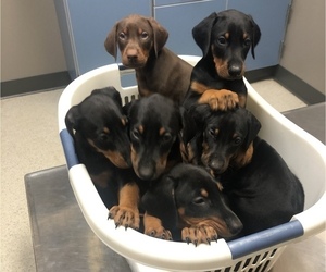 Doberman Pinscher Puppy for sale in DES MOINES, IA, USA