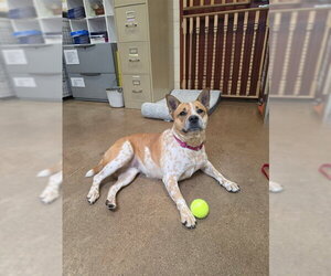 Mutt Dogs for adoption in Center Township, PA, USA
