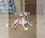 DARBY - Female Mutt Dog for Adoption - Small photo
