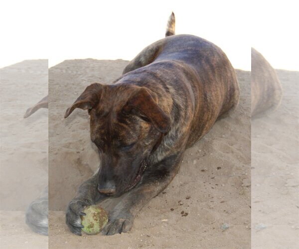Medium Photo #6 Mastiff-Unknown Mix Puppy For Sale in Apple Valley, CA, USA