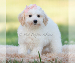 Small #2 Goldendoodle (Miniature)