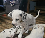 Small #1 Dalmatian