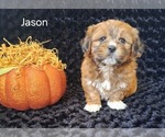 Jason - Male Zuchon Puppy for Sale - Small photo