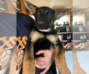 German Shepherd Dog Puppy for Sale in EUGENE, Oregon USA