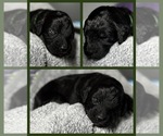 Puppy Bush Goldendoodle
