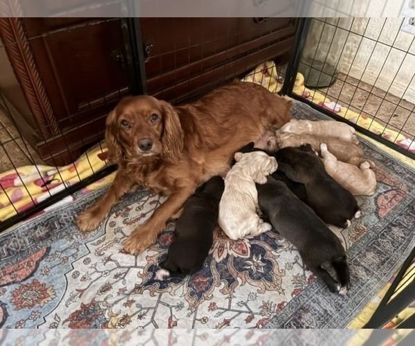 Medium Photo #1 Cocker Spaniel Puppy For Sale in IRVINE, CA, USA