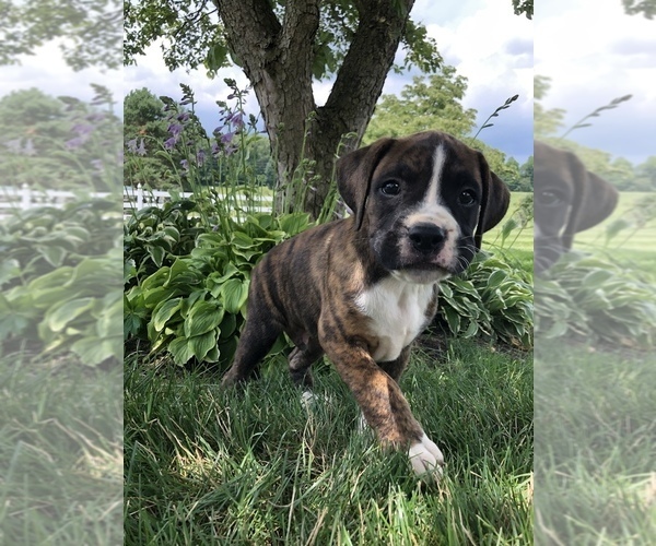 Medium Photo #5 Boxer Puppy For Sale in BECKS MILLS, OH, USA