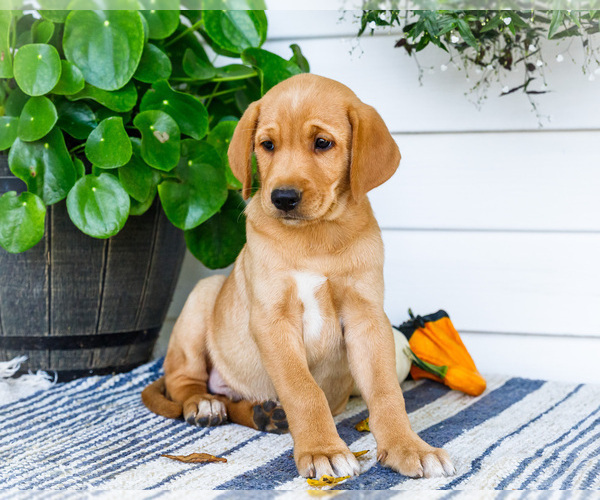 Medium Photo #9 Golden Retriever-Jack Russell Terrier Mix Puppy For Sale in WAKARUSA, IN, USA