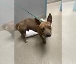 Small Mutt