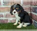 Small #1 Cavalier King Charles Spaniel