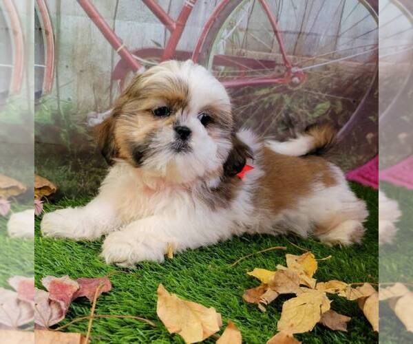 Medium Photo #4 Shih Tzu Puppy For Sale in ARTHUR, IL, USA