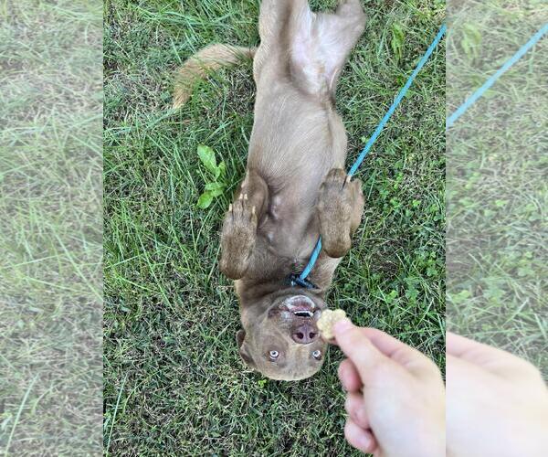 Medium Photo #2 Labrador Retriever-Unknown Mix Puppy For Sale in Front Royal, VA, USA