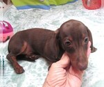 Small #4 Dachshund