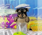 Small #4 Yorkshire Terrier