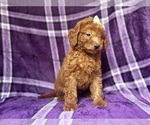 Small #1 Goldendoodle (Miniature)