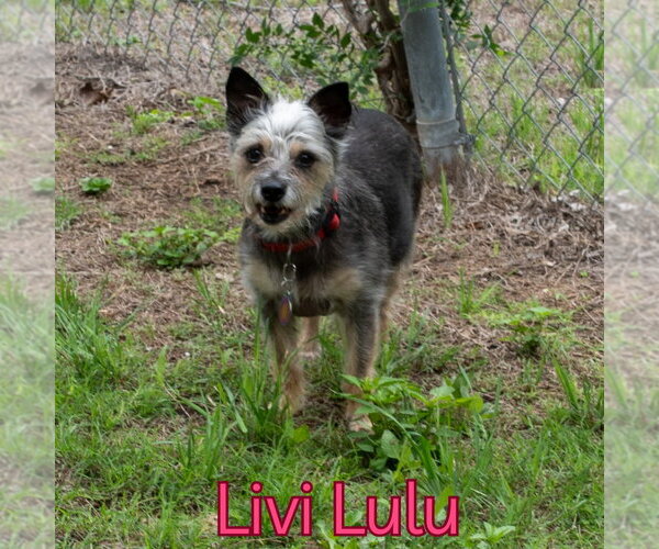 Medium Photo #14 Mutt Puppy For Sale in San Antonio, TX, USA