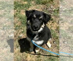 Small #1 Pyrenees Husky