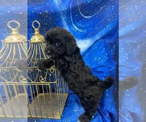 Shih-Poo Puppy for sale in INDIANAPOLIS, IN, USA