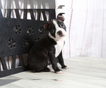 Small Photo #6 Boston Terrier Puppy For Sale in MARIETTA, GA, USA